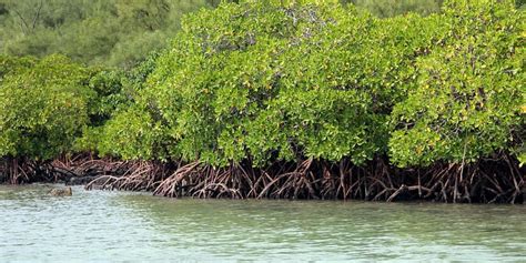 In India, mangrove trees make way for booming city of Kochi